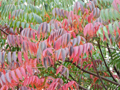 山黄櫨 （やまはぜ）のグラデーション　４