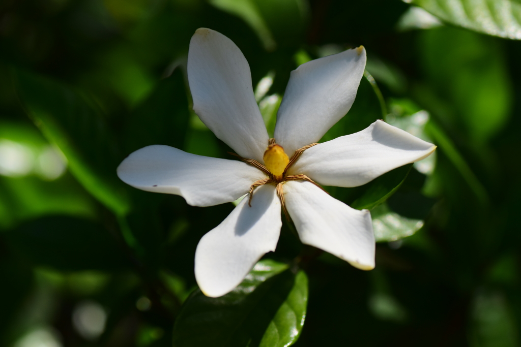 梔子 （くちなし）の花　２