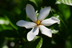 梔子 （くちなし）の花　２