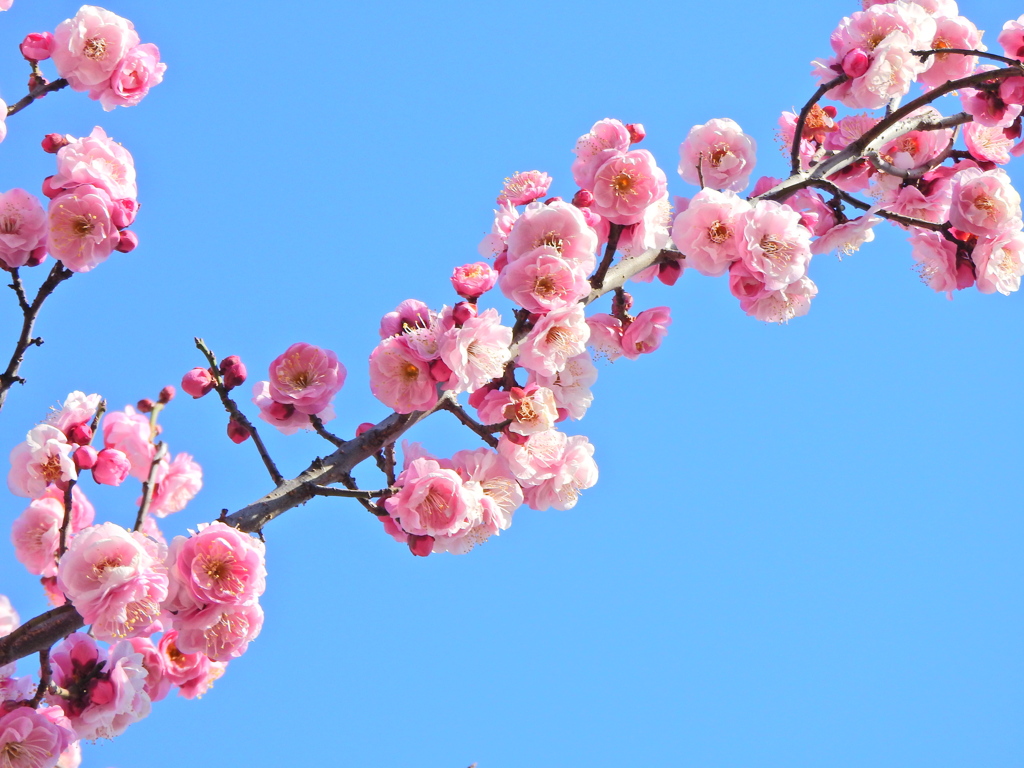 うめぇ～すぅ～　花　６