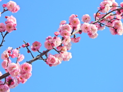 うめぇ～すぅ～　花　６