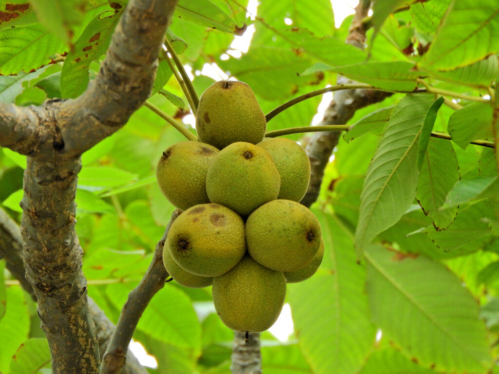 「鬼胡桃」の実　１