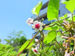 屁糞蔓 （へくそかずら）２