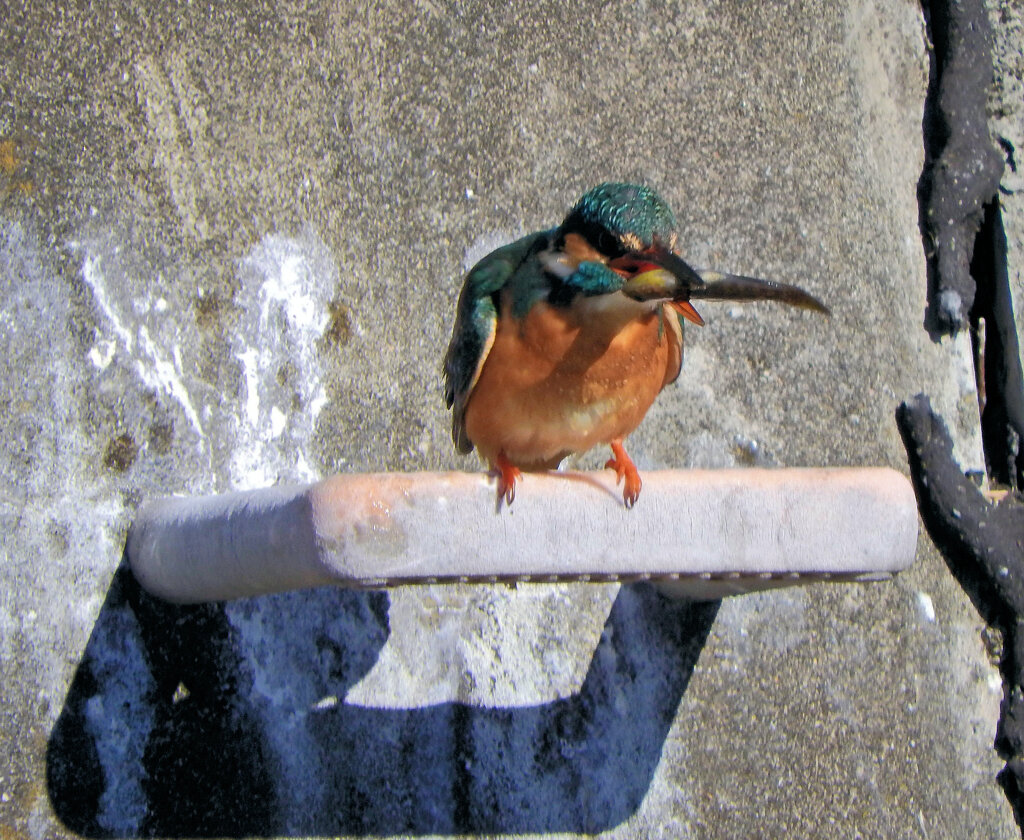 翡翠さんの獲物はなんだっぺぇ？　2/2