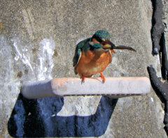 翡翠さんの獲物はなんだっぺぇ？　2/2