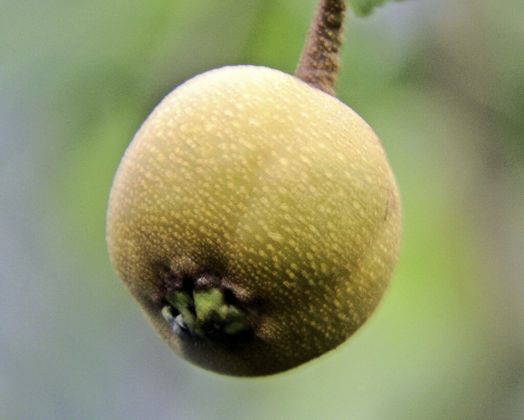秋に咲く梨の花・収穫後の小さい梨の実　５