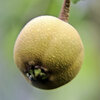秋に咲く梨の花・収穫後の小さい梨の実　５