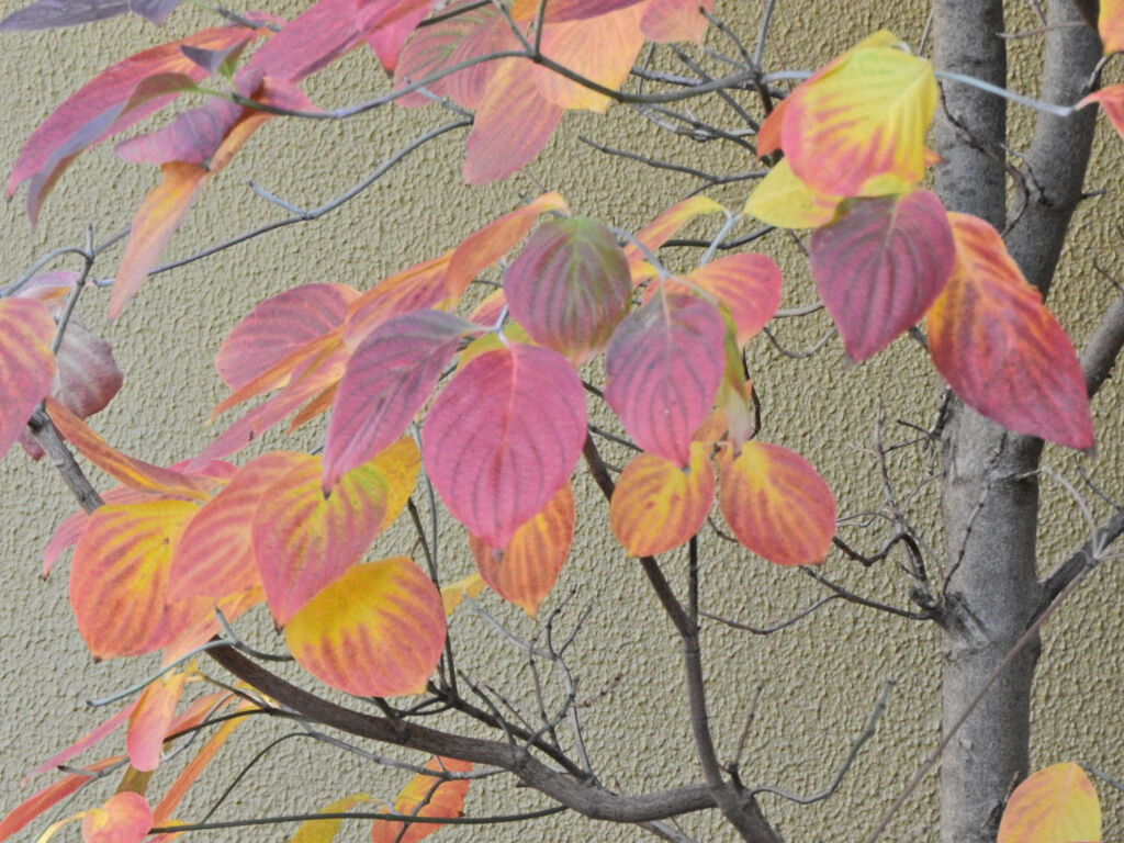 ヤマボウシの紅葉　２