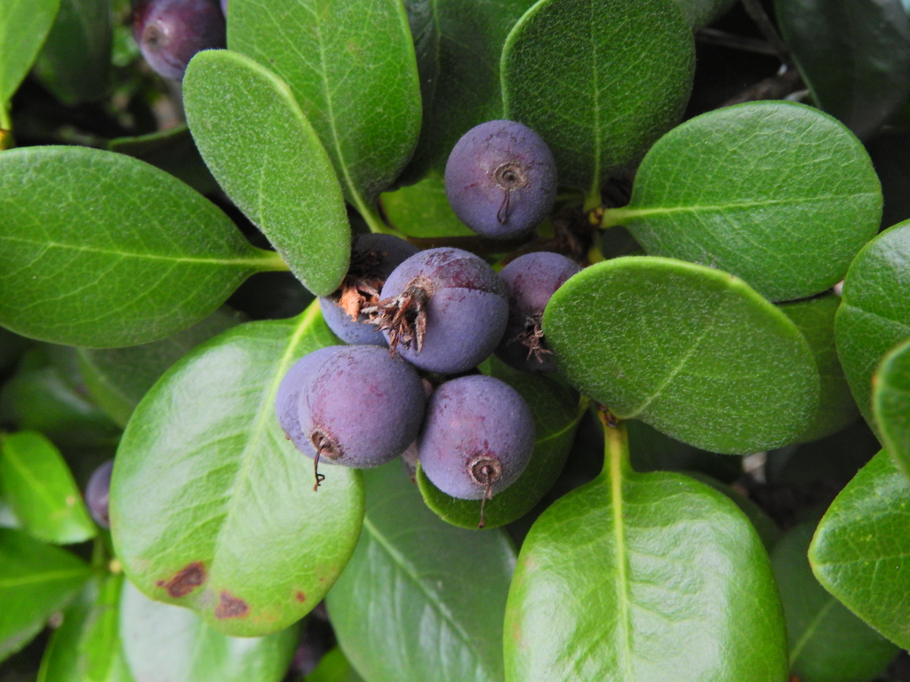 丸葉車輪梅 （まるばしゃりんばい）実　３