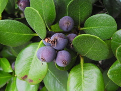 丸葉車輪梅 （まるばしゃりんばい）実　３