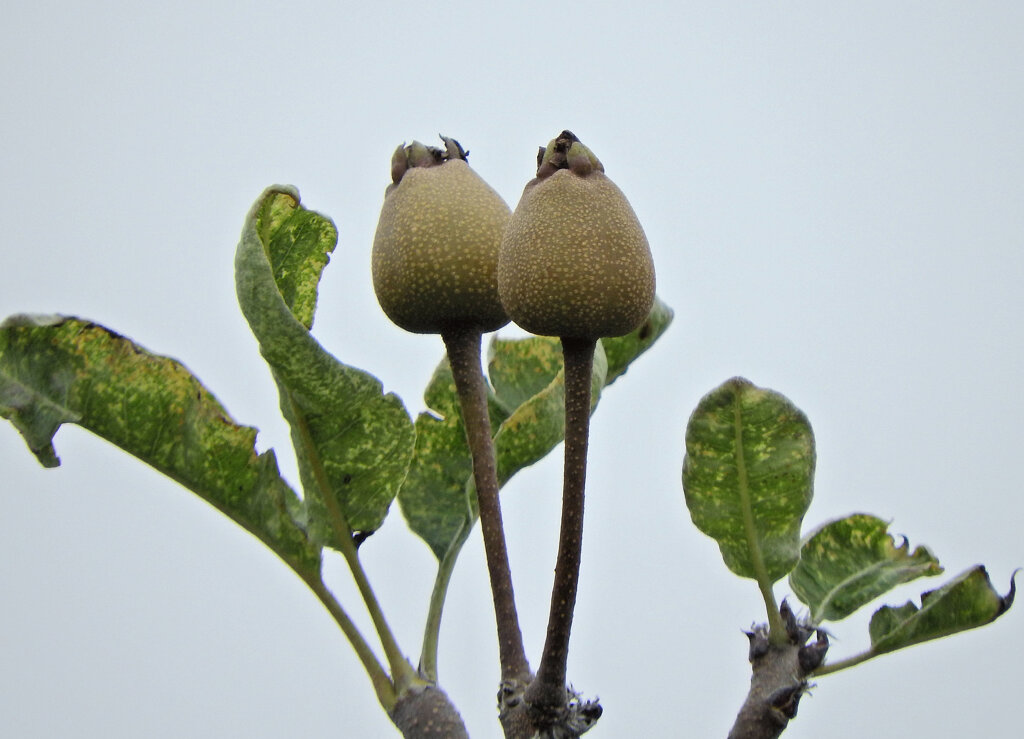 秋に咲く梨の花・収穫後の小さい梨の実　２