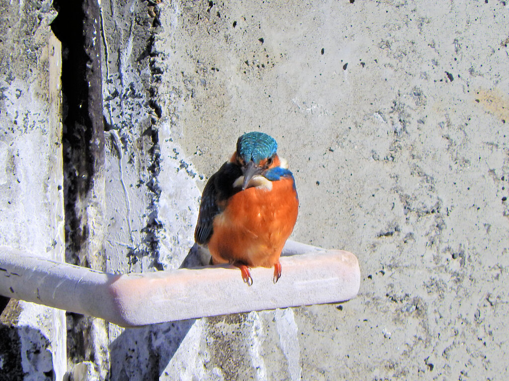 今日の　カワセミ　さん　４