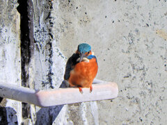 今日の　カワセミ　さん　４