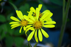 石蕗（ツワブキ）花　３