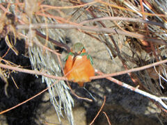 今日のカワセミ　さん　1/2