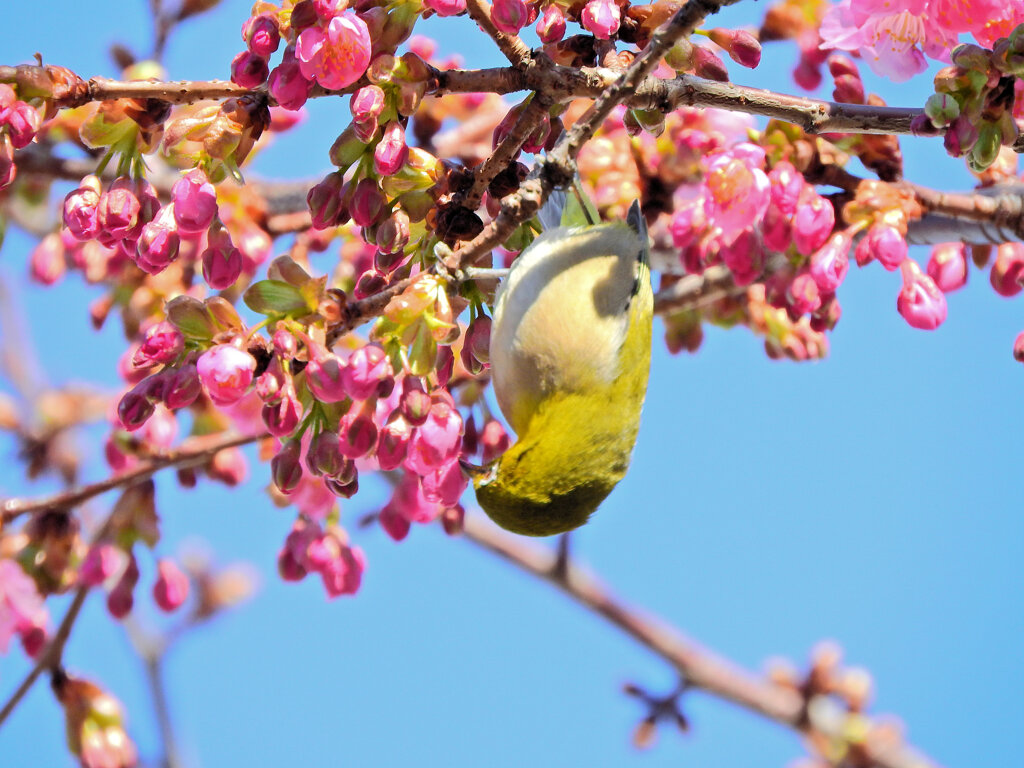 サクジロー　ヨコハマヒザクラ（横浜緋桜)にメジロさん１