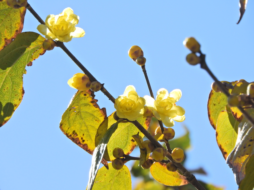 蝋梅が開花　１
