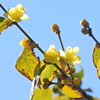 蝋梅が開花　１