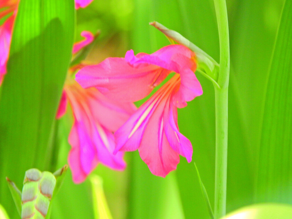  春咲きグラジオラス　ビザンティヌス 　２