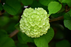 大手毬 （おおでまり）緑色　３