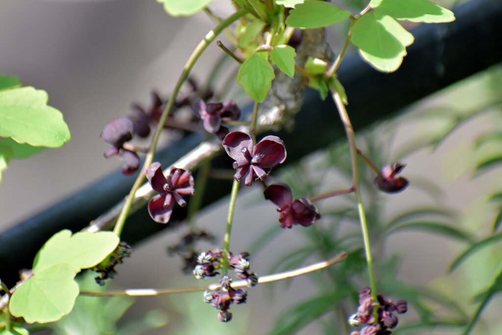 三つ葉木通（ミツバアケビ）の雌花、雄花　３