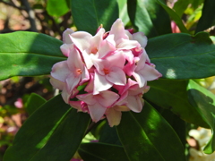 良いかほり　沈丁花　４