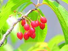 寒緋桜の実　５