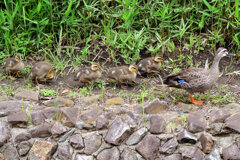 カルガモ一家　雛5羽　移動に密着　７