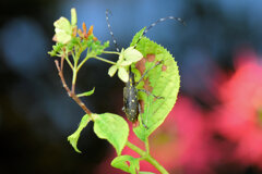 キボシカミキリ 　甲虫目　カブトムシ亜目　カミキリムシ科　フトカミキリ亜科１
