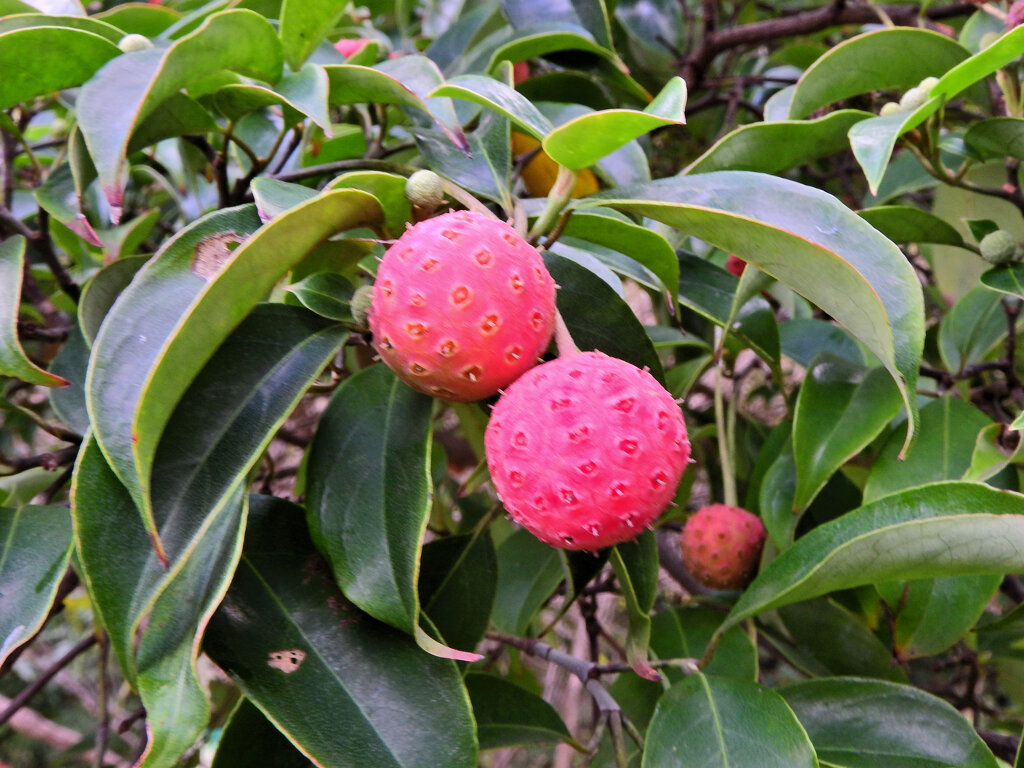 山桑（やまぐわ）の実　２