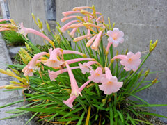 キルタンサス　1/3