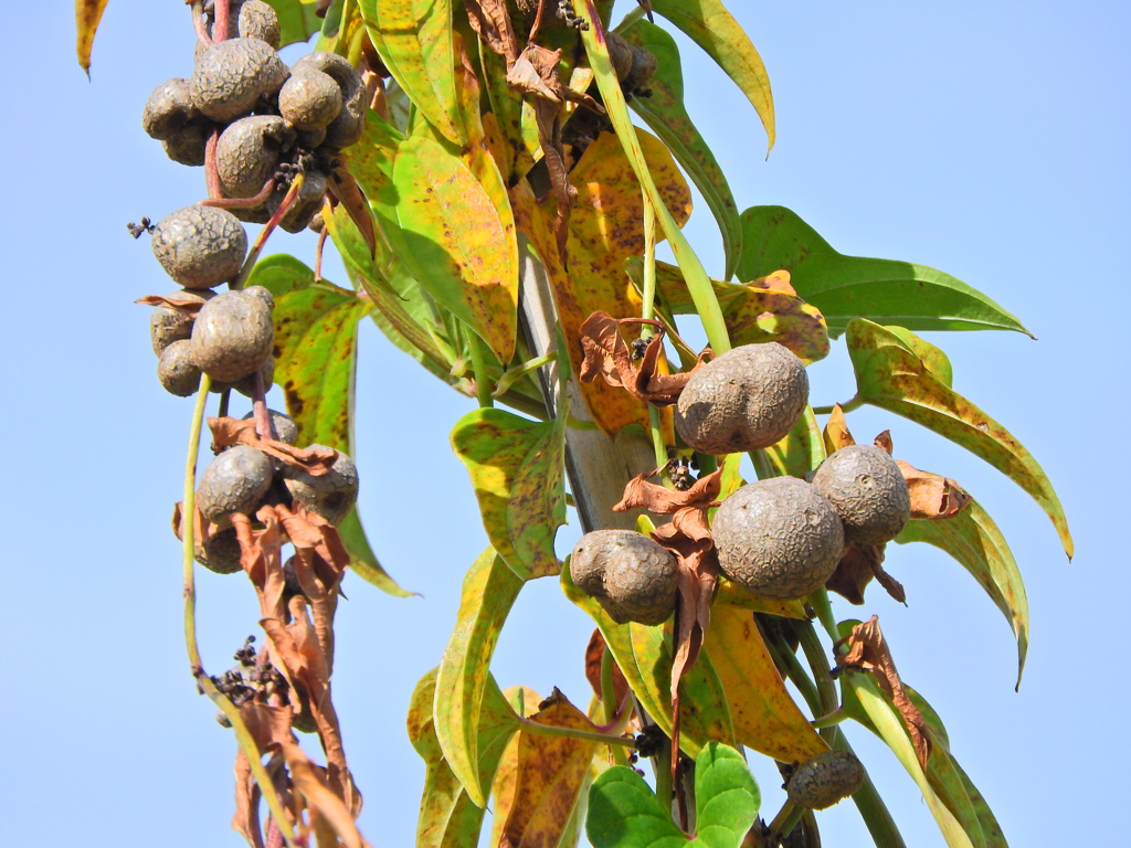 山の芋 （やまのいも）（”むかご”）１