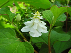八重咲きドクダミ　８