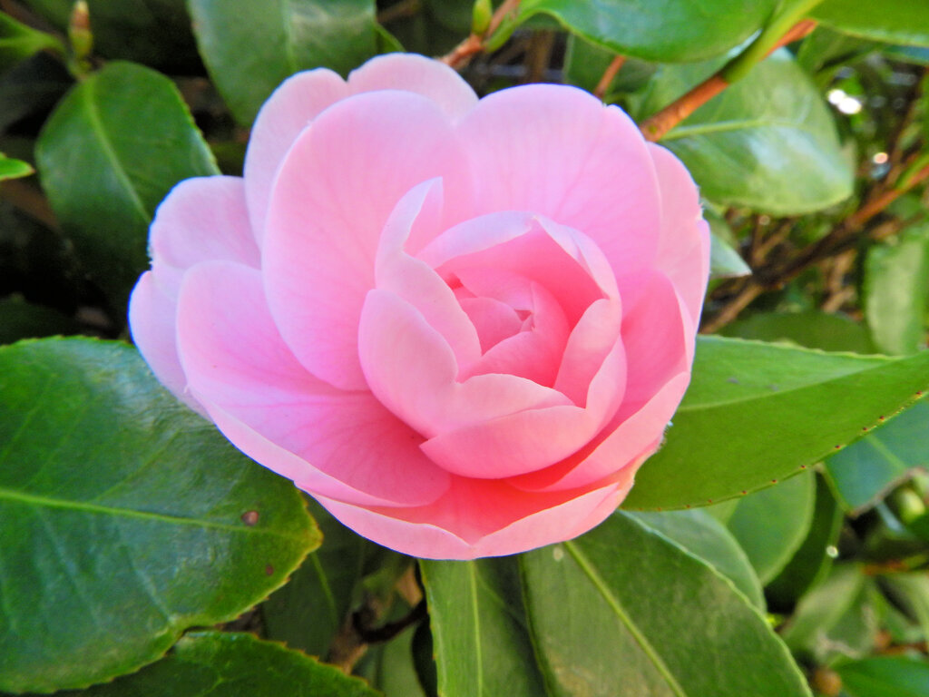 乙女椿　一輪　開花　２