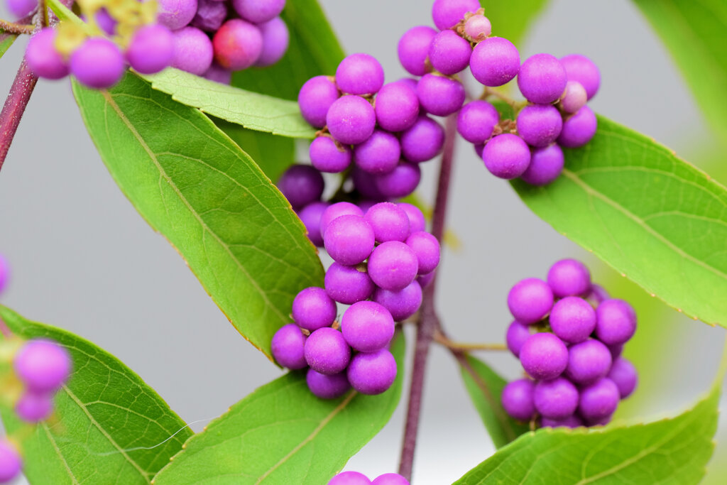 小紫（こむらさき）の実　5/8