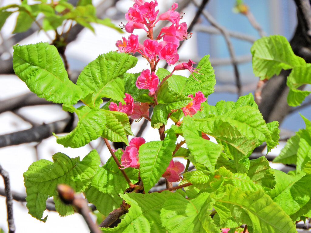季節外れの紅花栃の木の花４