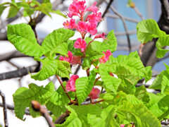 季節外れの紅花栃の木の花４