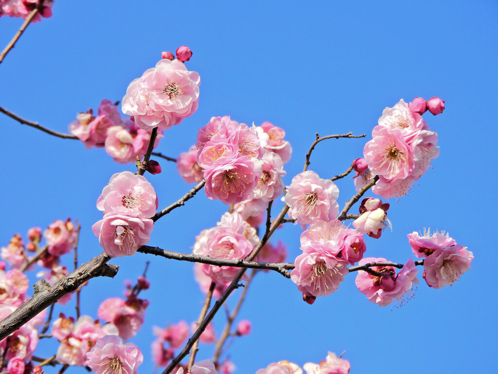 うめぇ～すぅ～　花　２