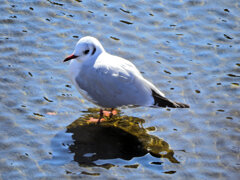ユリカモメ　さん　３