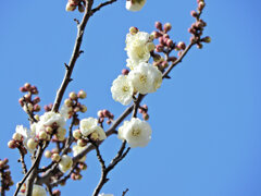 白梅　７