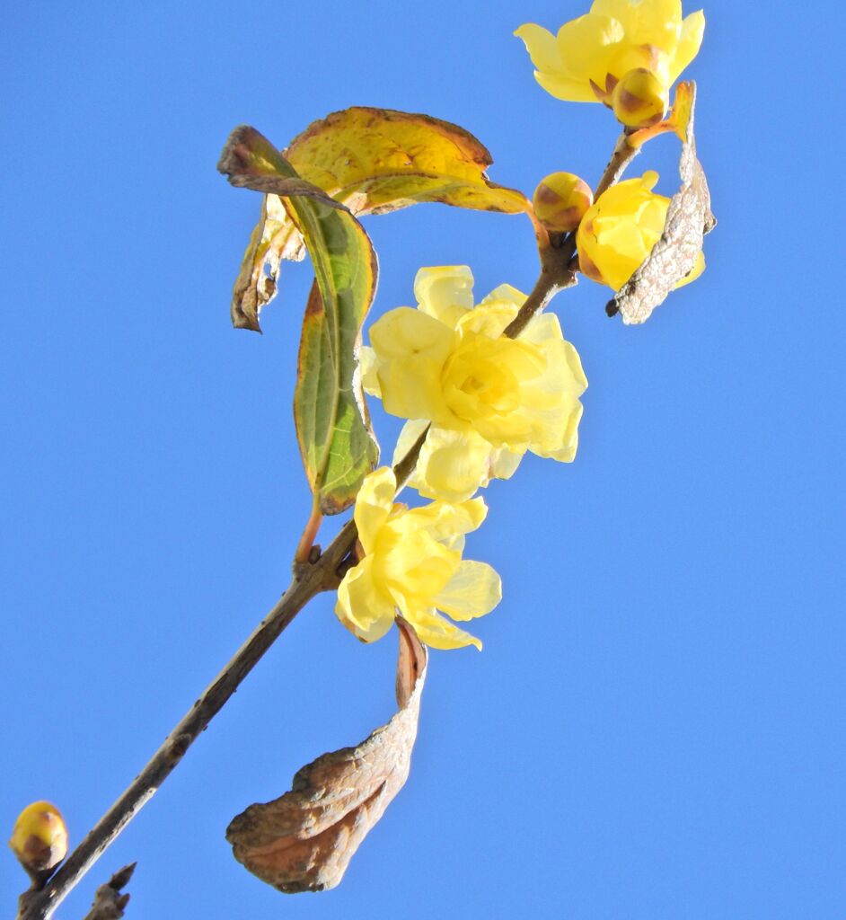 蝋梅が開花　８