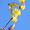 蝋梅が開花　８