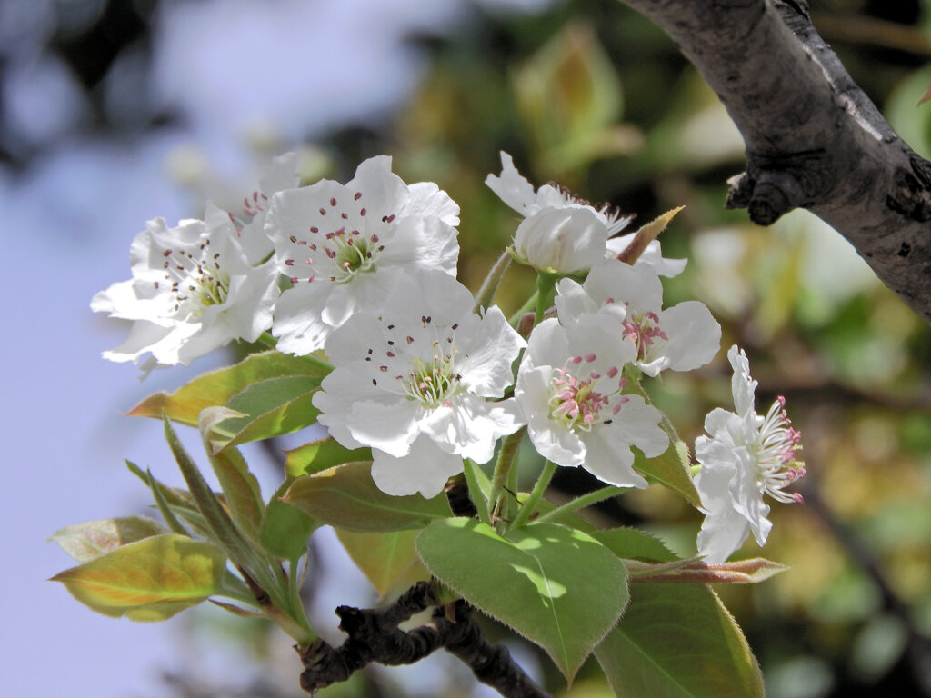 ニホンヤマナシ の花　４