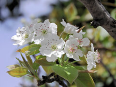 ニホンヤマナシ の花　４