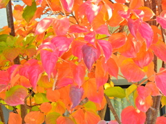 山法師 （やまぼうし）の紅葉　４