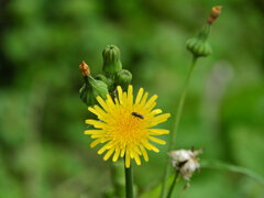 野芥子 （のげし）２