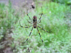 女郎蜘蛛 2 女郎蜘蛛 2