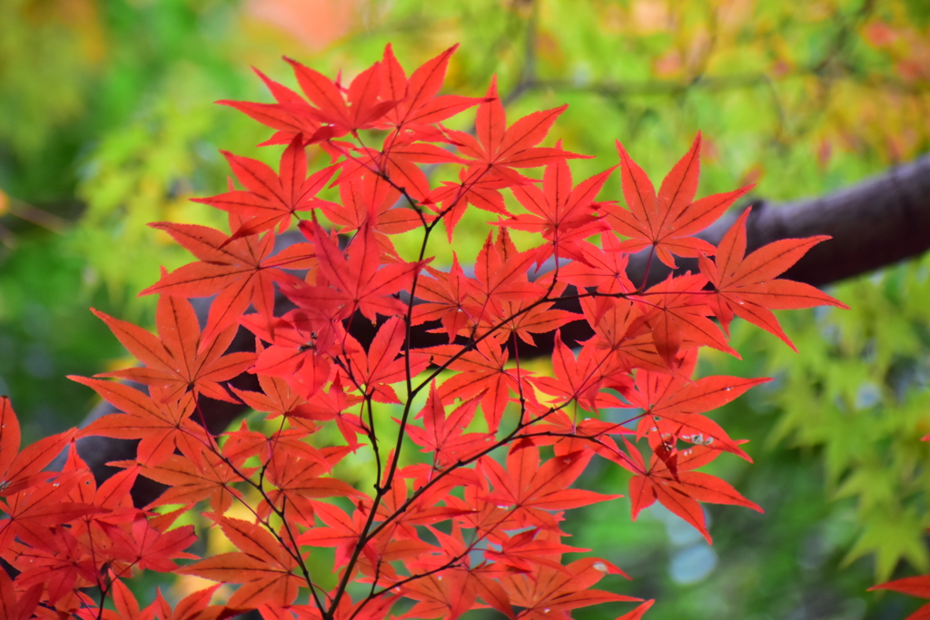 萌え盛る紅葉　２