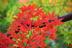 萌え盛る紅葉　２