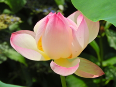 蓮の花　１